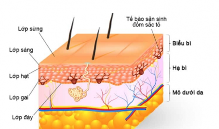 lớp biểu bì của da