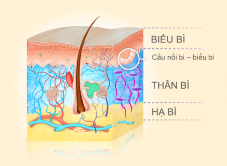 cấu trúc của da