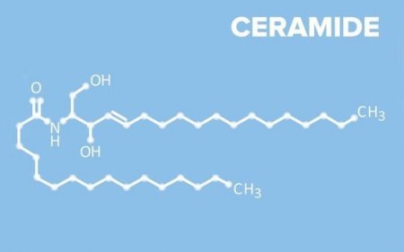 Ceramide là gì